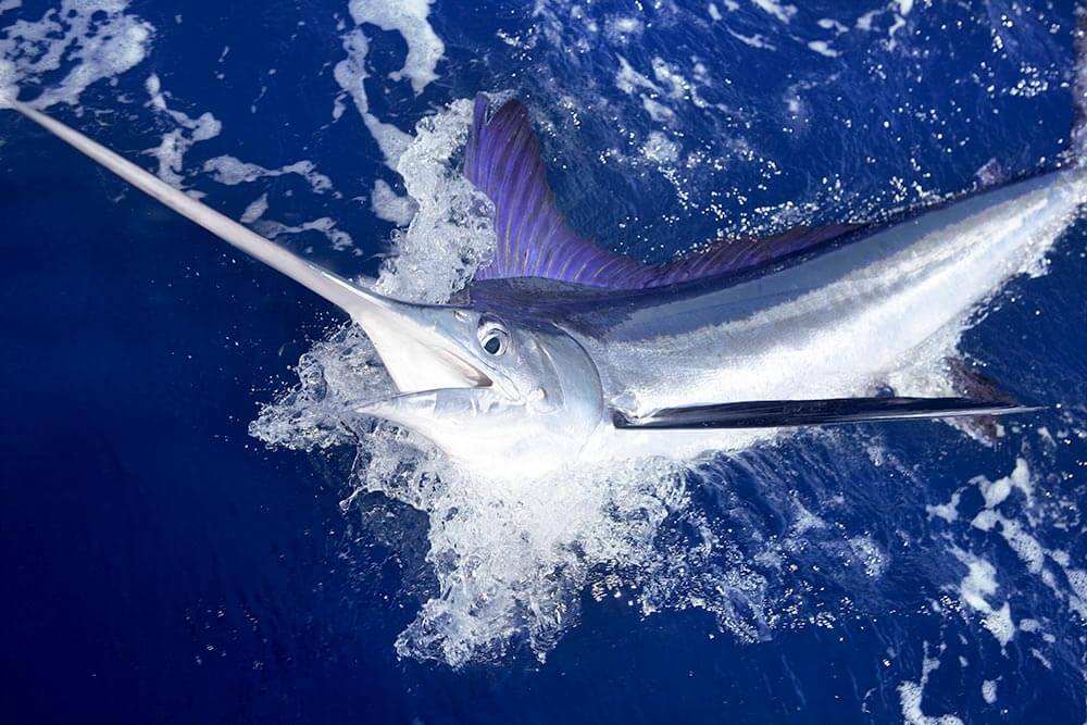 Marlin Marlin Marlin